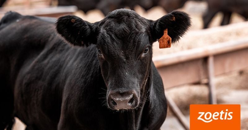 Zoetis, una inversión en el potencial del negocio de salud animal