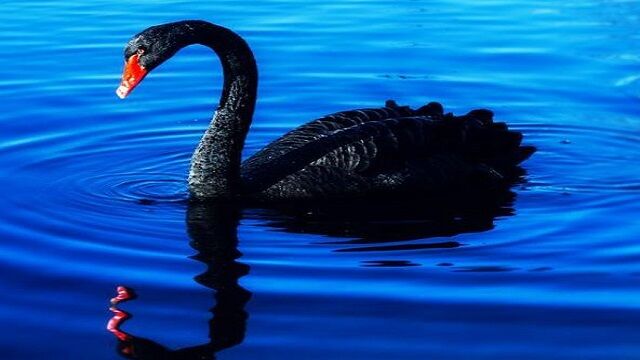 Estos son 'cisnes negros' que pueden cambiar los mercados en 2025